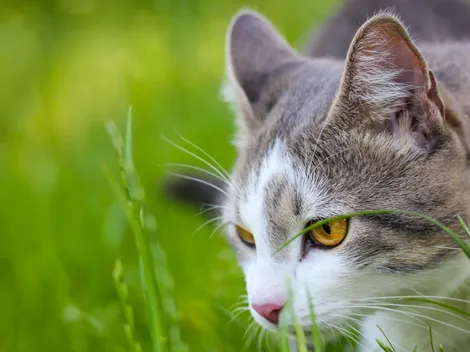 Día del Gato: ¿Cómo inscribirlo en el Registro Nacional de Tenencia?