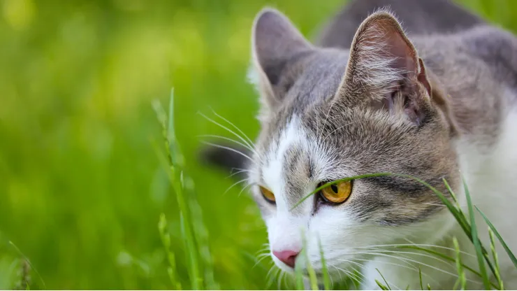 Gato