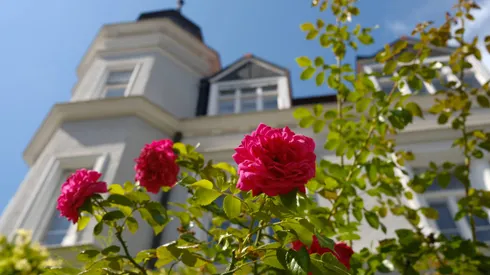 Misterio revelado: Así se forman las espinas en las rosas