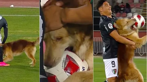Maximiliano Salas terminó la estadía del perrito en la cancha de La Granja.