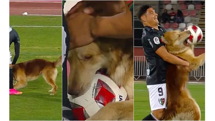 Maximiliano Salas terminó la estadía del perrito en la cancha de La Granja.