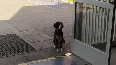 Un perro fue olvidado por un votante: ¿En dónde ocurrió el hecho?