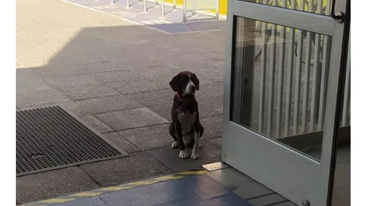Un perro fue olvidado por un votante: ¿En dónde ocurrió el hecho?