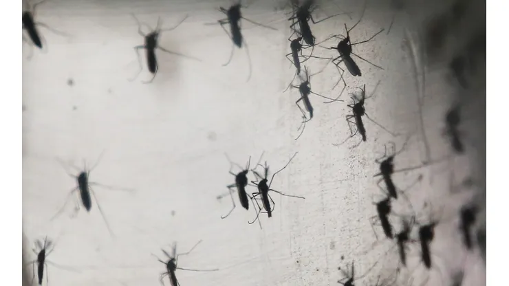 Aedes aegypti