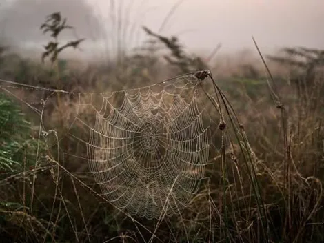 ¿Hay plaga de arañas en el sur?