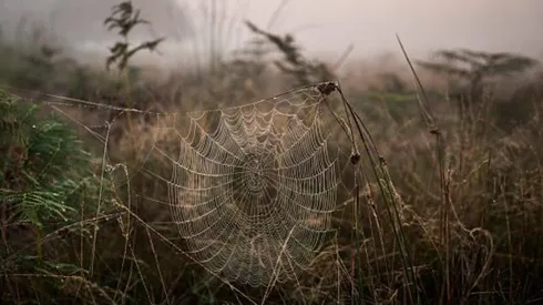 Arañas en el sur de Chile