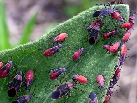 ¿Son peligrosos los chinches de arce y cómo se pueden combatir?