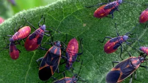 Plaga de chinches del arce