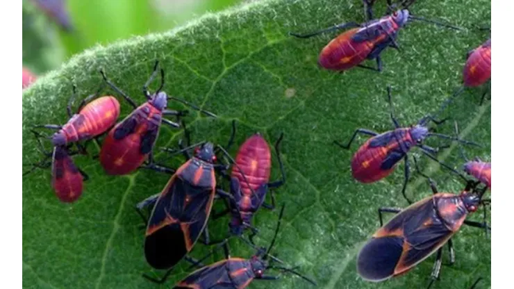 Plaga de chinches del arce