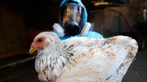 Caso de gripe aviar en Chile tiene preocupante mutación