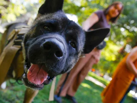 ¿Qué dice la nueva Ley de Copropiedad Inmobiliaria acerca de las mascotas?