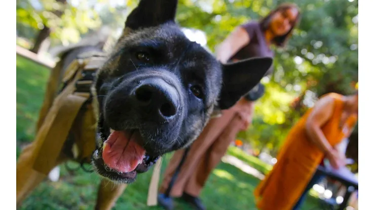¿Qué dice la nueva Ley de Copropiedad Inmobiliaria acerca de las mascotas?