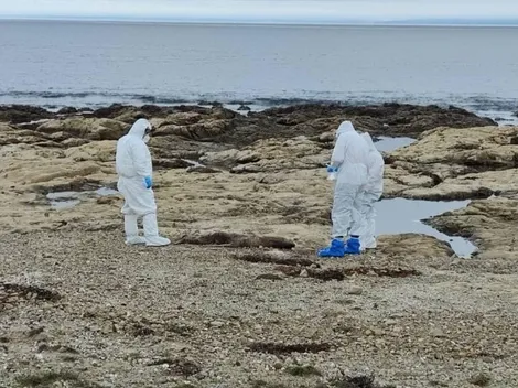 Síntomas y medidas de prevención de la gripe aviar