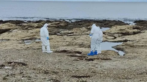 Síntomas y medidas de prevención de la gripe aviar