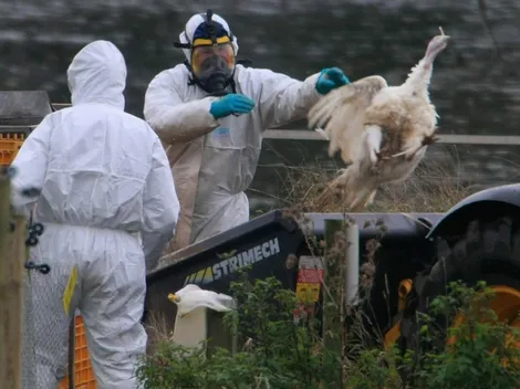 ¿Qué dijo la Ministra de Salud acerca del primer contagio por gripe aviar?