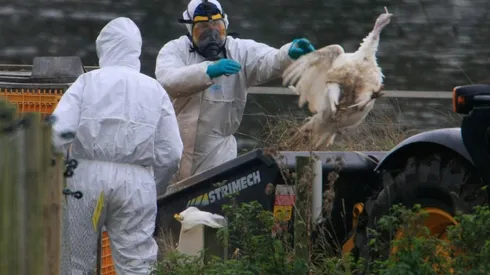 ¿Qué dijo la Ministra de Salud acerca del primer contagio por gripe aviar?