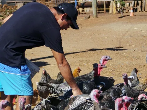 ¿Cuáles son los síntomas de la gripe aviar?