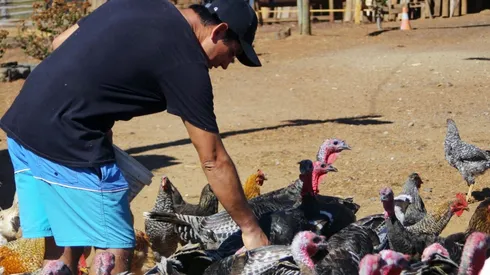 ¿Cuáles son los síntomas de la gripe aviar?