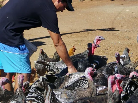 ¿Cómo se contagia la gripe aviar?