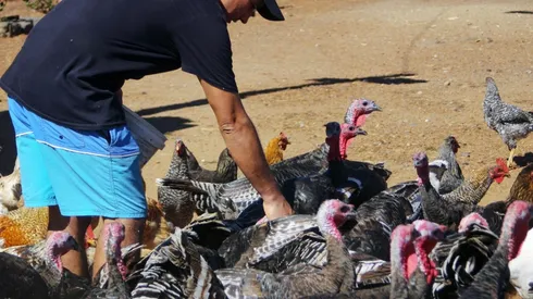 Primer caso humano de contagio