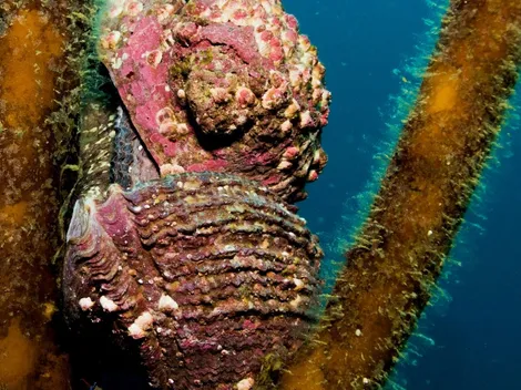 Loco chileno se corona campeón del mundo como "molusco del año"