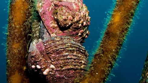 El loco chileno es campeón del mundo tras superar a babosas y caracoles
