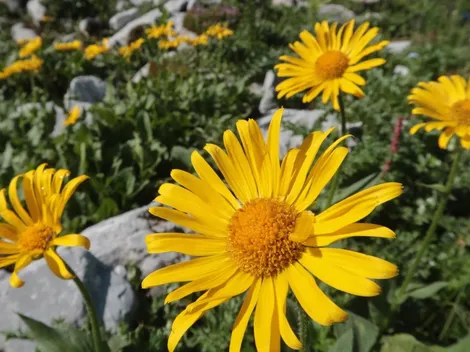 ¿Por qué el 21 de marzo se regalan flores amarillas?