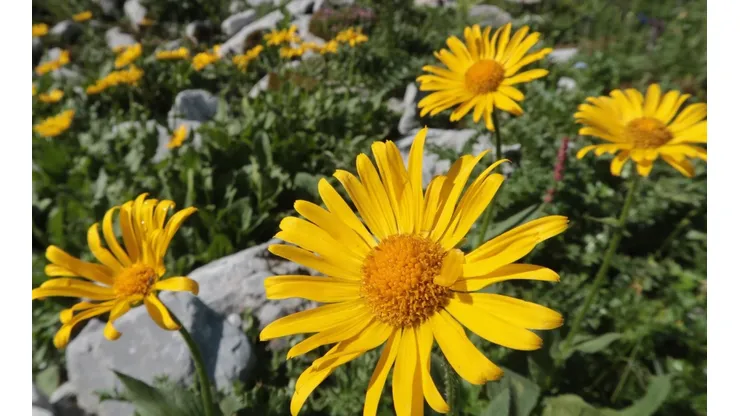 Flores amarillas