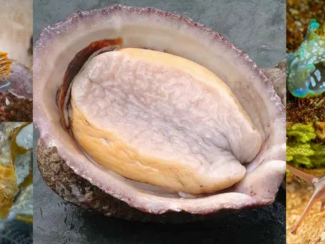 ¡A votar! Loco chileno es finalista de premio al "molusco del año"