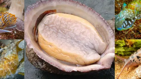 El loco compite con una ostra gigante, una babosa, un nudibraquio y un caracol. No hay dónde perderse