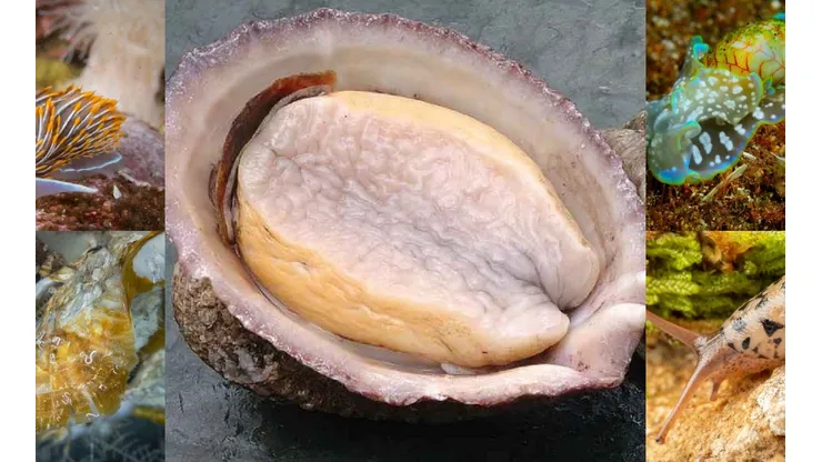 El loco compite con una ostra gigante, una babosa, un nudibraquio y un caracol. No hay dónde perderse