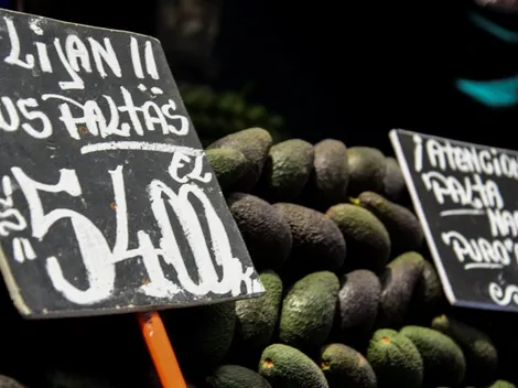 Precio de la palta seguirá aumentando
