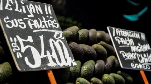 Precio de la palta seguirá aumentando
