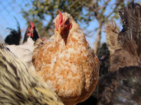 ¿Se puede contagiar la gripe aviar a las personas?