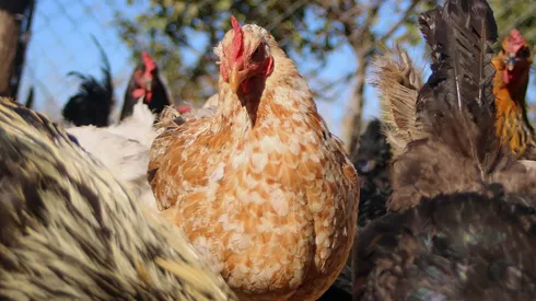 ¿Se puede contagiar la gripe aviar a las personas?