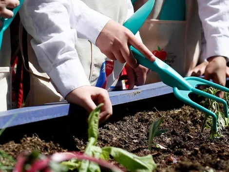 ¿Cómo acceder al programa Seguridad Alimentaria de FOSIS?