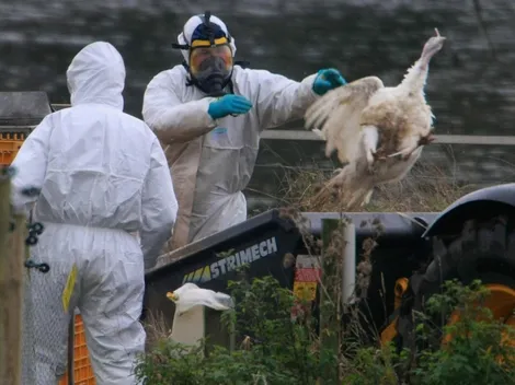 ¿En qué lugares de Chile hay casos de Gripe Aviar?