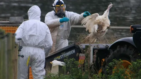 ¿En qué lugares de Chile hay casos de Gripe Aviar?