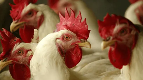 Gripe Aviar en Chile