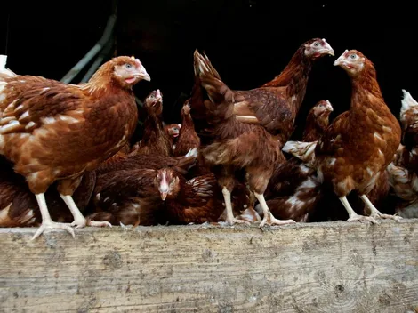 ¿Qué es la gripe aviar que ya se confirmó en Chile?