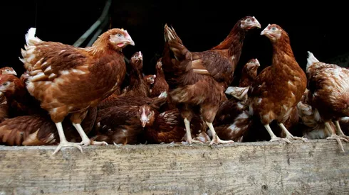 ¿Qué es la gripe aviar que ya se confirmó en Chile?