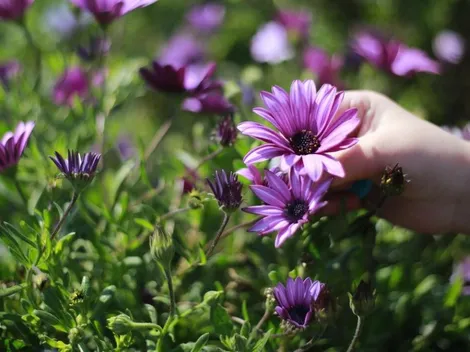 ¿Cuándo y qué día comienza la primavera en Chile?