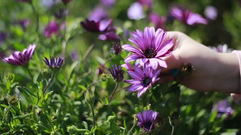 ¿Cuándo y qué día comienza la primavera en Chile?