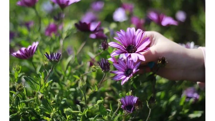 ¿Cuándo y qué día comienza la primavera en Chile?