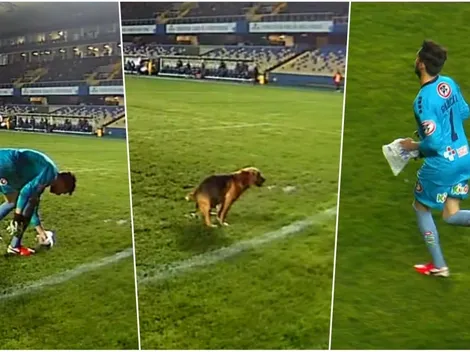 Perrito haca caca en el arco de la U de Concepción