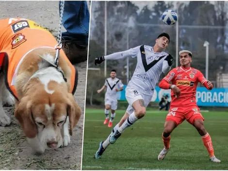 Empate del Morning y Cobreloa con perrito camiseteado