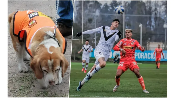 Pepe se robó las miradas en el empate de Cobreloa y Santiago Morning en La Pintana.