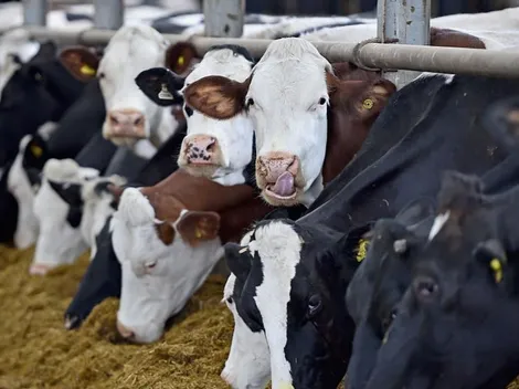 Nueva Zelanda busca cobrar impuestos por eructos de vacas