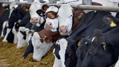 Nueva Zelanda busca cobrar impuestos por eructos de vacas