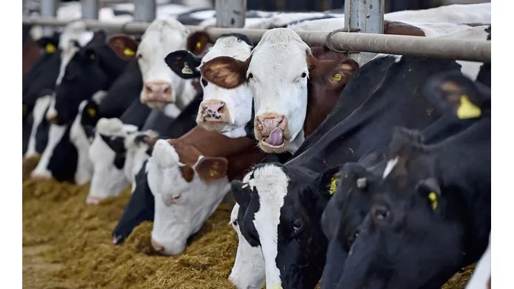 Nueva Zelanda busca cobrar impuestos por eructos de vacas